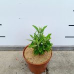 Budleja Dávidova (Buddleja Davidii) 'LITTLE WHITE BUTTERFLY CANDY'® - výška 10-20 cm, kont. C2L